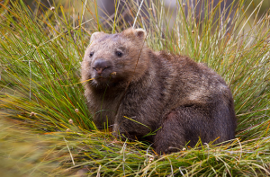 Wombat Webmaster