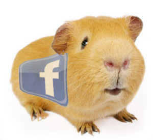 guinea-pig-facebook